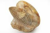 Jurassic Ammonite (Parkinsonia) Fossil - Sengenthal, Germany #211137-1